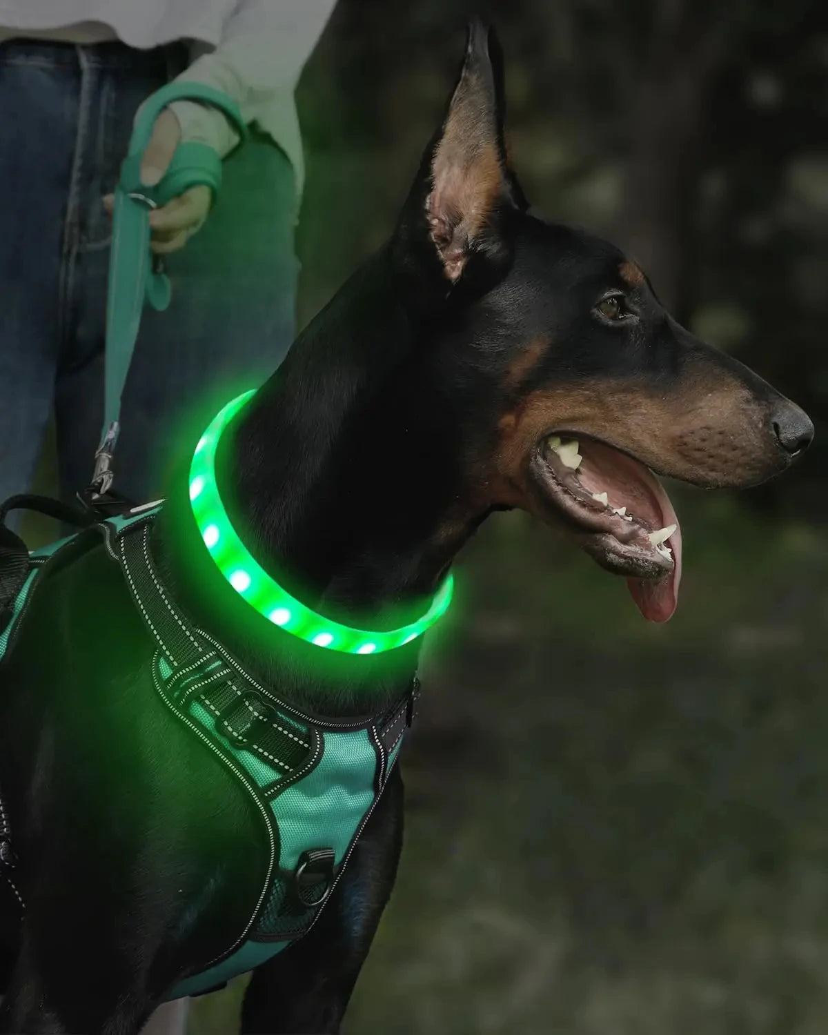 LED Rechargeable Dog Collar — USB Glow Collar with 9 Flashing Modes for Safe Night Walks